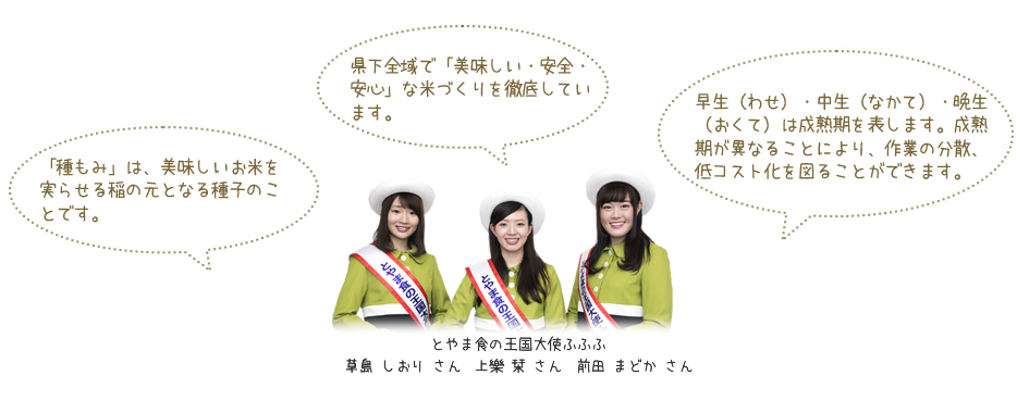「種もみ」は、美味しいお米を実らせる稲の元となる種子の事です。県か全域で「美味しい・安全・安心」な米づくりを徹底しています。早生(わせ)・中生(なかて)・晩生(おくて)は成熟期を表します。成熟期が異なることにより、作業の分散、低コスト化を図ることができます。とやま食の王国大使 ふふふ 草島しおりさん 上楽栞さん 前田まどかさん