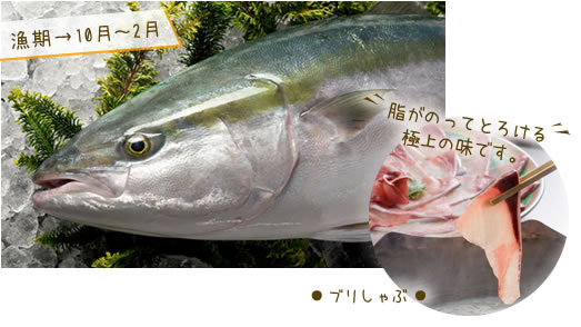 ブリ　ぶりしゃぶ
