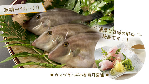 ウマヅラハギ　刺身肝醤油