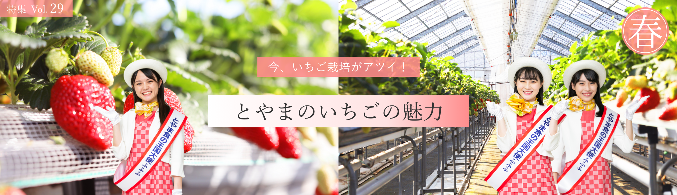 vol.29　今、いちご栽培がアツい！とやまのいちごの魅力
